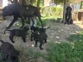  КЧЕТА КАНЕ КОРСО, снимка 7