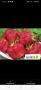 Продавам разсад ягоди , снимка 7