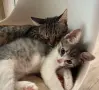 Макси търси своите хора, снимка 4