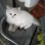 котета Регдол на 2месеца, снимка 3