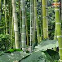 100 броя редки бамбукови семена зелен бамбук Moso-Bamboo мосо бамбо растение за декорация украса за , снимка 12 - Сортови семена и луковици - 37711335