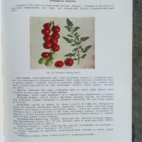 Апробация на зеленчуковите култури - 1966 г., атлас, снимка 9 - Енциклопедии, справочници - 30732567