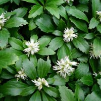 Pachysandra terminalis - Пахисандра, снимка 1 - Градински цветя и растения - 30390748