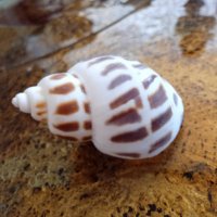 океанска раковина от малдивите, снимка 1 - Декорация за дома - 44261436