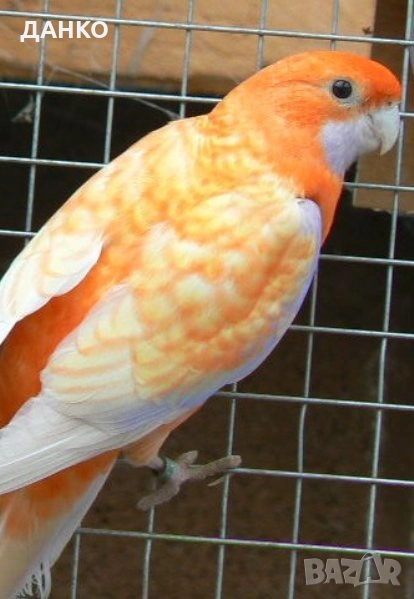 ПРОМОЦИЯ!!! РАЗМНОЖАВАЩИ СЕ ДВОЙКИ ПЕНАНТОВИ РОЗЕЛИ, снимка 1