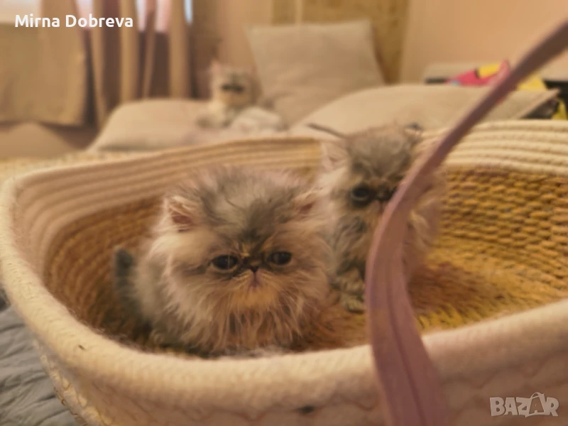 Персийски котенца , снимка 1