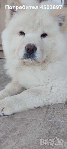 Чау Чау, снимка 1