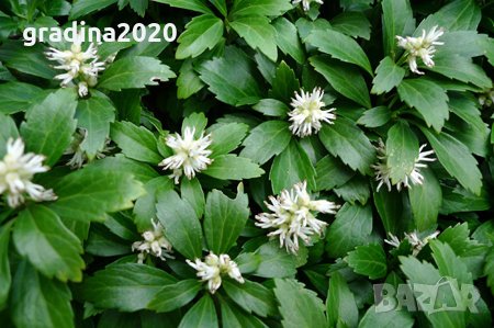Pachysandra terminalis - Пахисандра, снимка 1