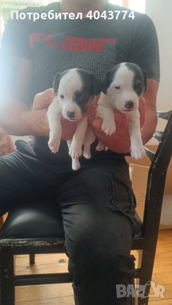 Джак ръсел две женски, снимка 1