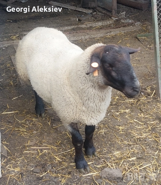 Чистокръвен коч, Съфолк., снимка 1