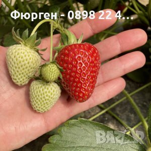 Ягода Скала'. Fragaria x ananassa 'Scala' - с аромат на дива ягода, снимка 1