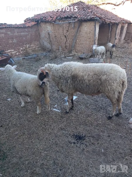 Продавам овен на 2год. , снимка 1