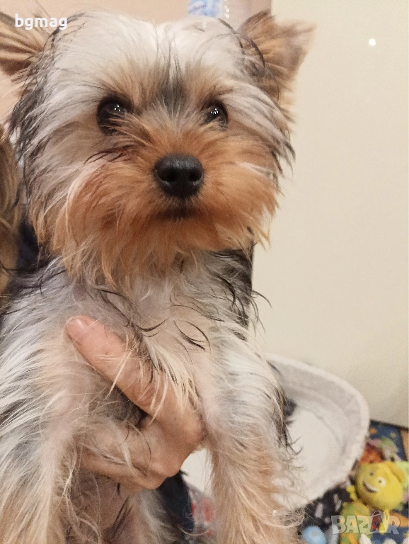 Йоркширски териер мини йорки момиче , снимка 1