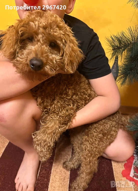 Пудел Той……., снимка 1