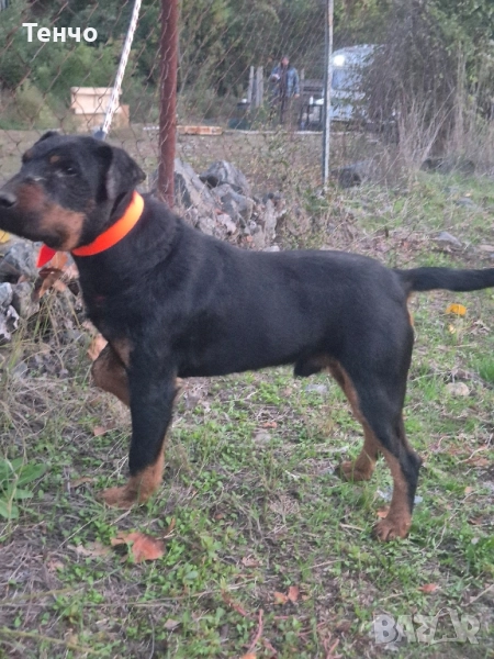 Ягдтериер за разплод, снимка 1