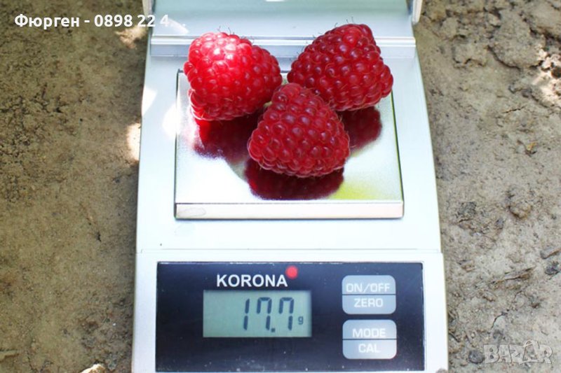     Малина Химбо Топ - Himbo Top, снимка 1