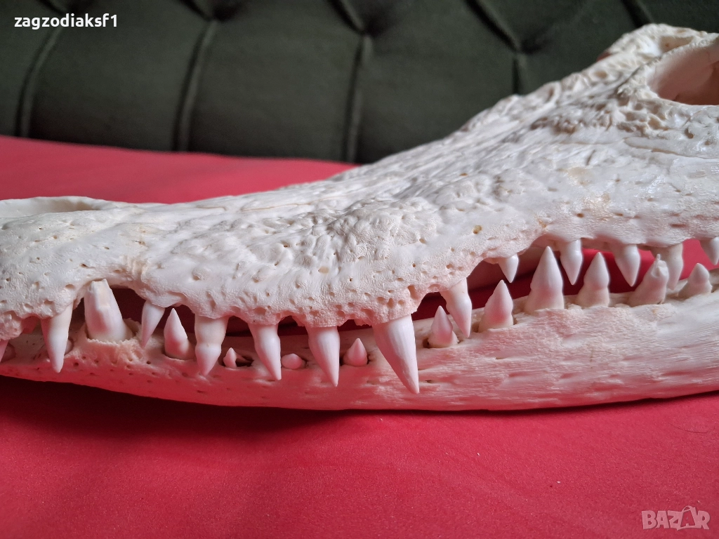 Челюст от Крокодил, снимка 1