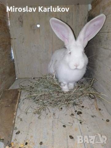 Заешко в буркани , снимка 7 - Други - 53075382