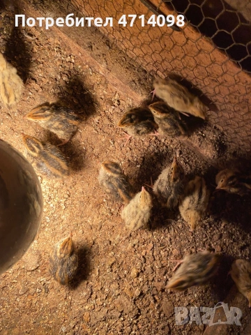 Малки пъдпъдъчета/ Новоизлюпени , снимка 3 - Други - 53159704