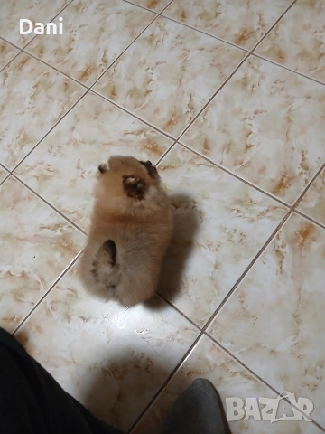 Mini Pomeran, снимка 9 - Померан - 54274482