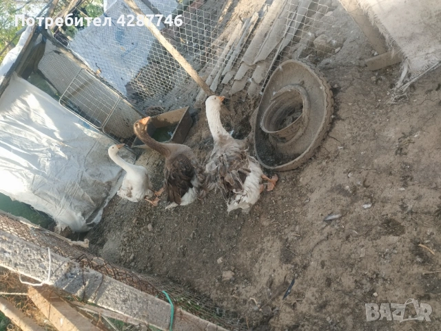 Продавам патки 2 женски с едно мъжко , снимка 4 - Патици и гъски - 54333139