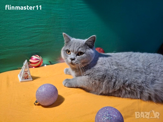 Британска синя късокосместа, снимка 2 - Британска късокосместа - 52868775