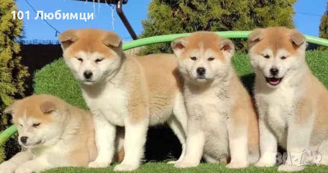 Японска аките ину, снимка 2 - Акита ину - 47462657