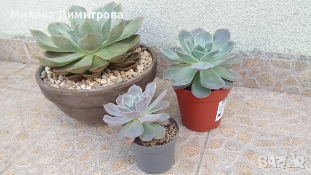 Ешеверия различни размери, снимка 5 - Стайни растения - 50851903