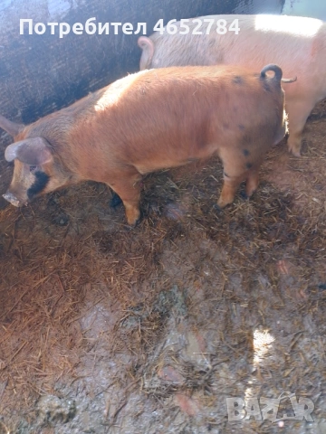 Мъшко 50 кила, снимка 2 - Прасета - 53899402