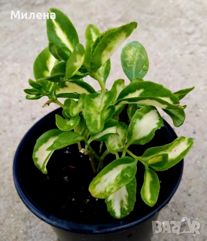 Седум спектабиле Вариегатум, снимка 4 - Стайни растения - 51236383