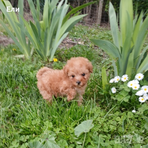 Той пудел- момиченце, снимка 3 - Пудели - 54181433