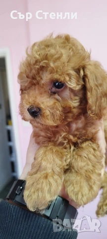 Той пудел 🐩 мъжки , снимка 2 - Пудели - 53993442