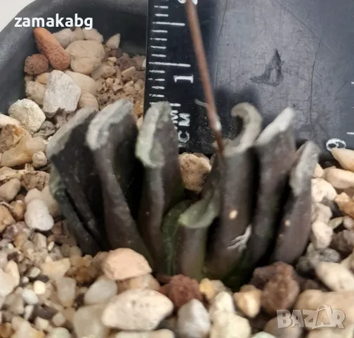 Хавортия (Haworthia truncata), сукулентно растение