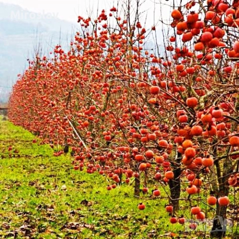 Райска ябълка (Сорт-Фую)-Без танин, снимка 2 - Градински цветя и растения - 52221764