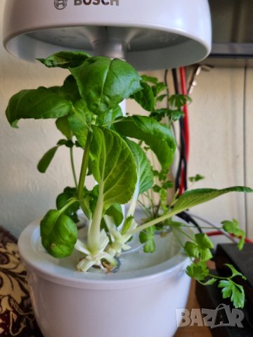 Bosch SmartGrow 3 - домашно градинарство, снимка 6 - Други - 44334800