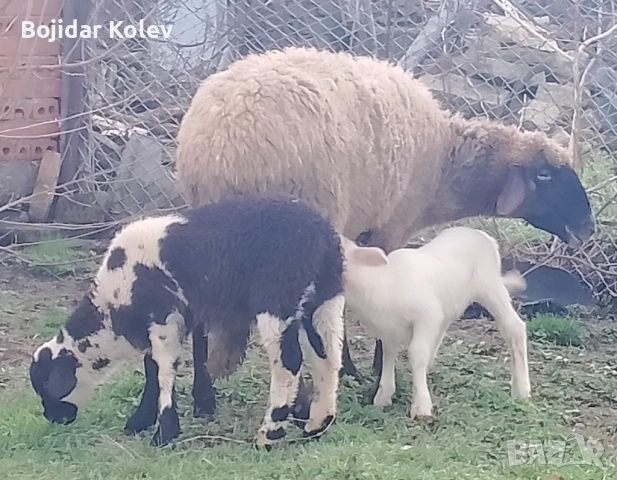 Продавам овце с агнета, снимка 8 - Овце - 53922787