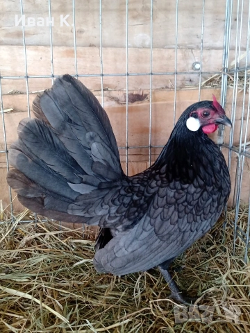Продавам син Розкомби. , снимка 7 - Кокошки и пуйки - 53252380