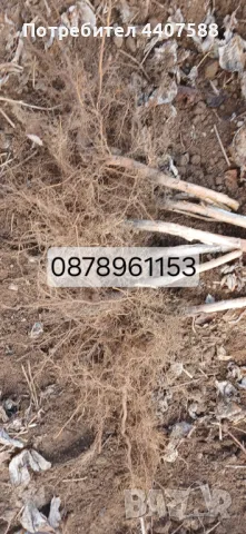 Разсад малини , снимка 10 - Разсади - 49562478