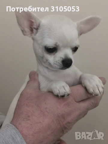 Чихуахуа , снимка 9 - Чихуахуа - 47738532