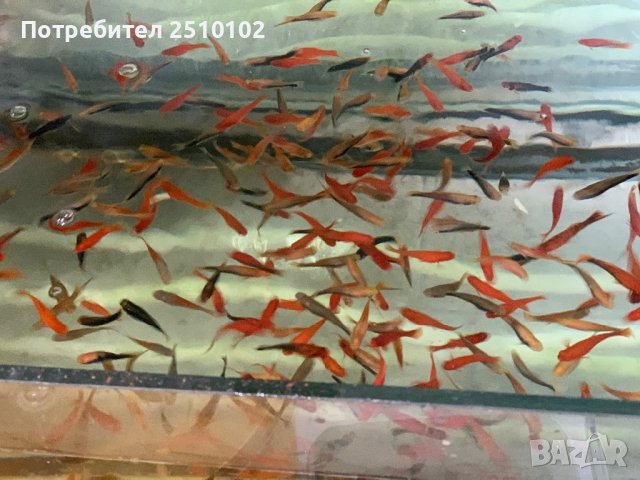 Декоративни риби на едро и дребно - собствено производство ТОП ЦЕНИ