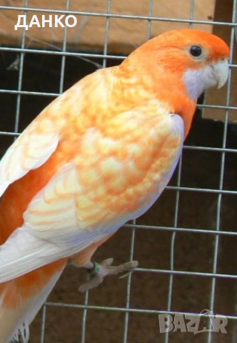 ПРОМОЦИЯ!!! РАЗМНОЖАВАЩИ СЕ ДВОЙКИ ПЕНАНТОВИ РОЗЕЛИ