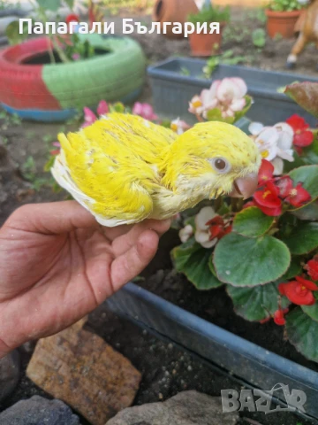 Ръчно хранени Монашески Папагалчета, снимка 2 - Папагали - 51069787
