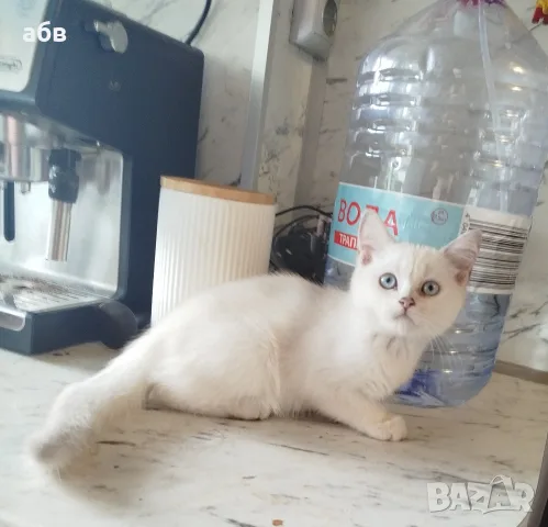 Сребърно британче момче 