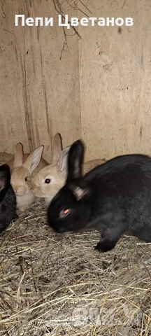 Продавам зайчета, снимка 8 - Други животни - 52867641