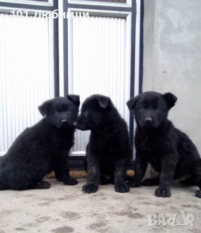 Черна овчарка с родословие, снимка 5 - Немска овчарка - 47450226