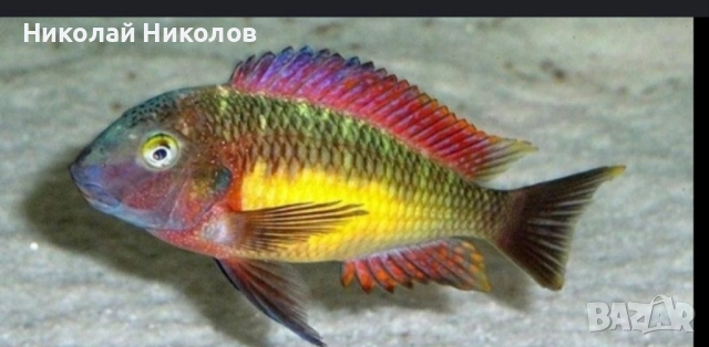 Африкански Цихлиди Танганика, снимка 4 - Рибки - 51768238