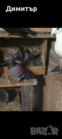 Продавам пилета спортни пощи, снимка 4 - Гълъби - 37025398