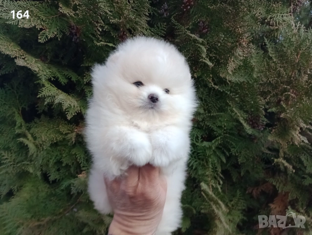 Мъжки мини Померан. Реални снимки от 12.01.26 г. , снимка 3 - Померан - 53076029