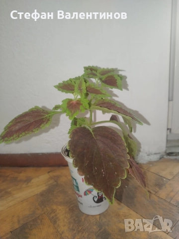 Копривка (Колеус) , снимка 6 - Стайни растения - 52439480