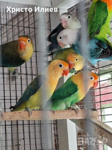 Продава фишерови неразделки , снимка 2 - Папагали - 54344112